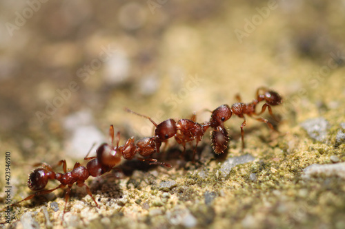 myrmica scabrinodis warrior ant macro photo © Recep