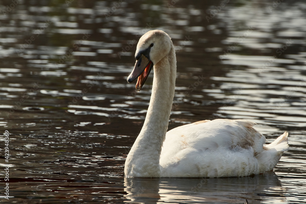 Close-up of a white Mute Swan (Cygnus olor) with open beak swimming in the water. Close-up of a white Mute Swan (Cygnus olor) with open beak swimming in the water.