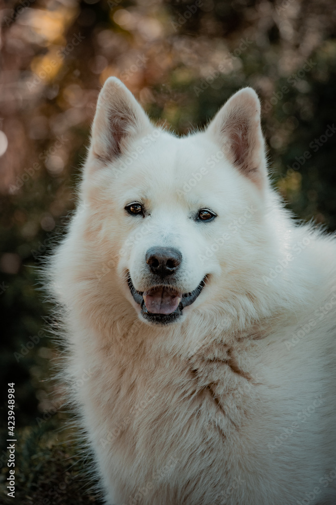 Fototapeta premium samoyedo