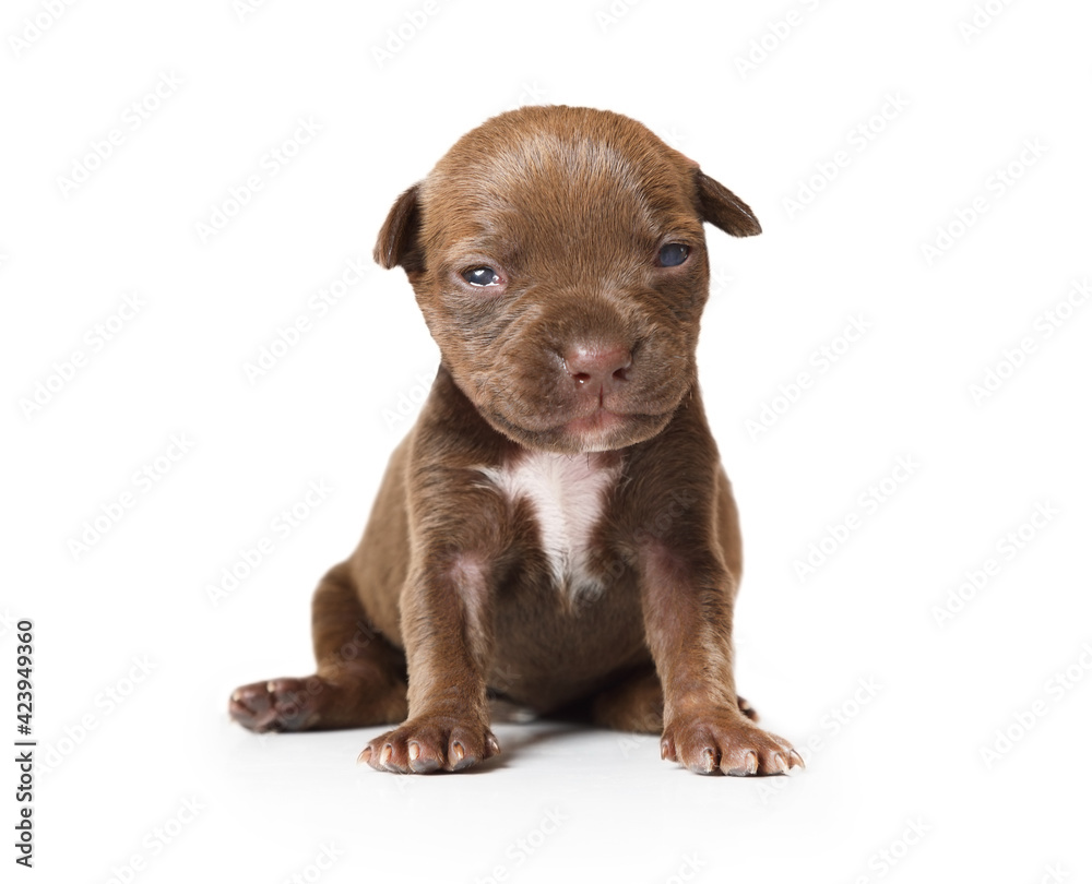 Ten day old purebred American Pit Bull Terrier puppy sitting over white