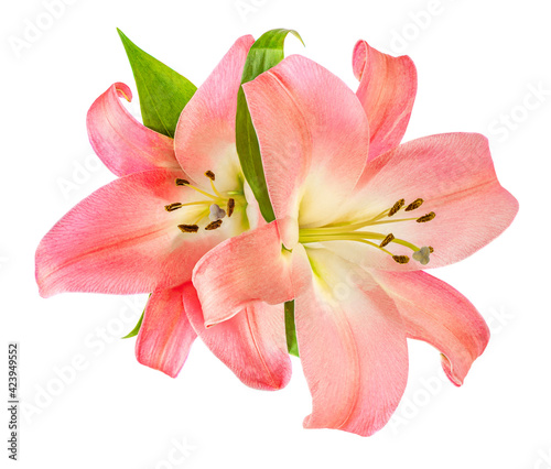 Pink Lily flower isolated on white background. Beautiful tender Lilly.