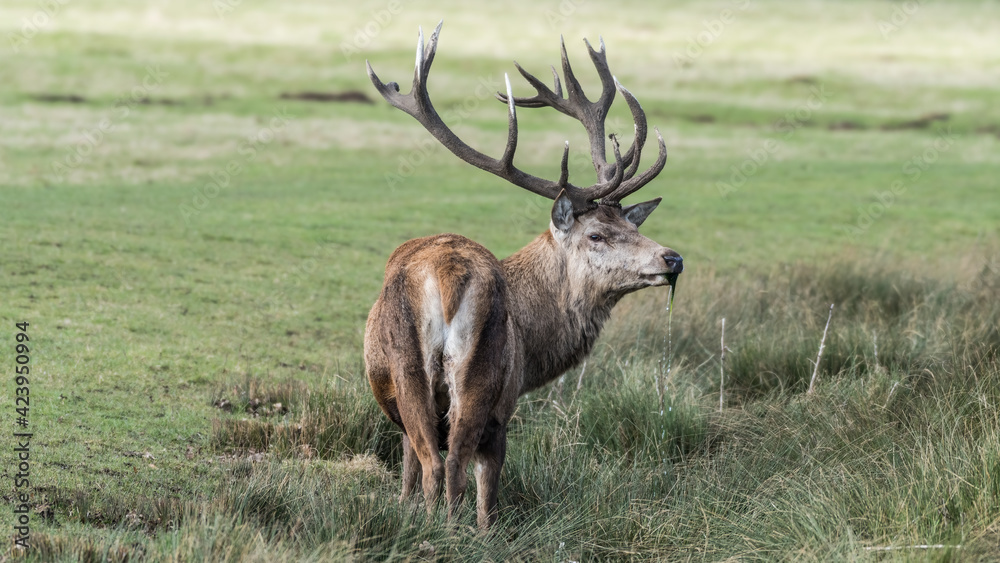 Obraz premium Red Stag Deer Feeding on Vegetation in Wet Grass