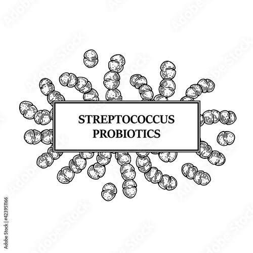 Hand drawn probiotic streptococcus bacteria frame. Design for packaging and medical information. Vector illustration in sketch style