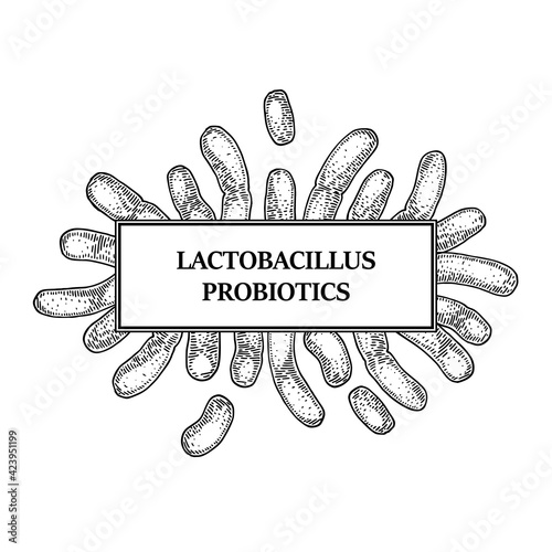 Hand drawn probiotic lactobacillus bacteria frame. Design for packaging and medical information. Vector illustration in sketch style