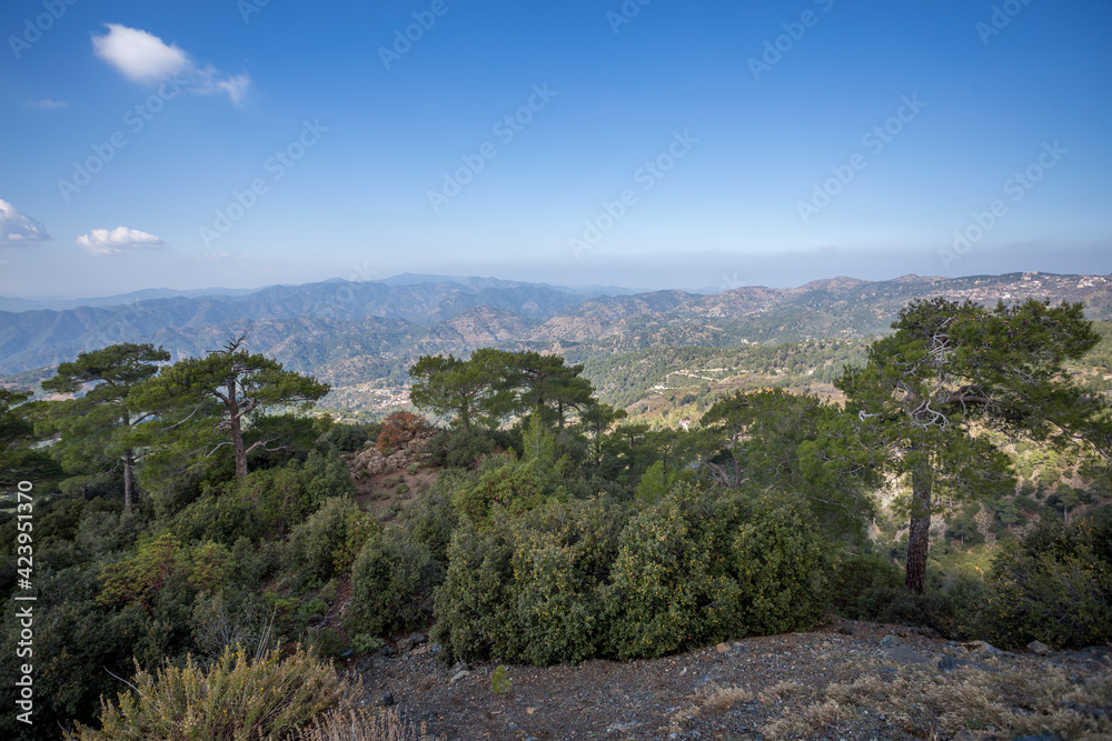 Beautiful landscape with bushes, mountains and trees. Coniferous forests grow against a background of blue sky and white clouds. Autumn and spring landscape in Cyprus