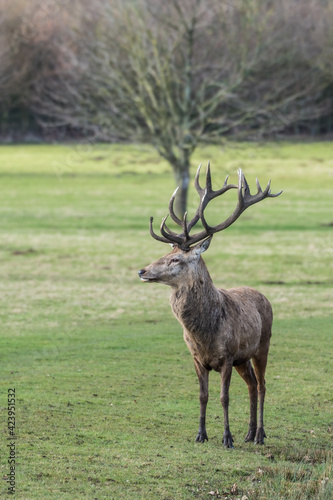 Red Stag Deer Standing in a Field © Ian