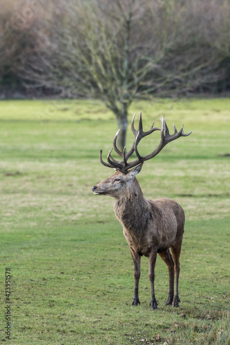 Red Stag Deer Standing in a Field © Ian