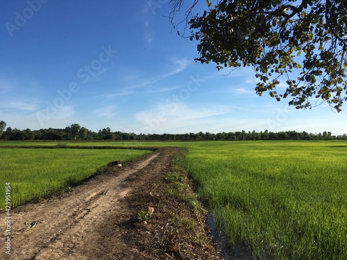 Fotografie ricefield
