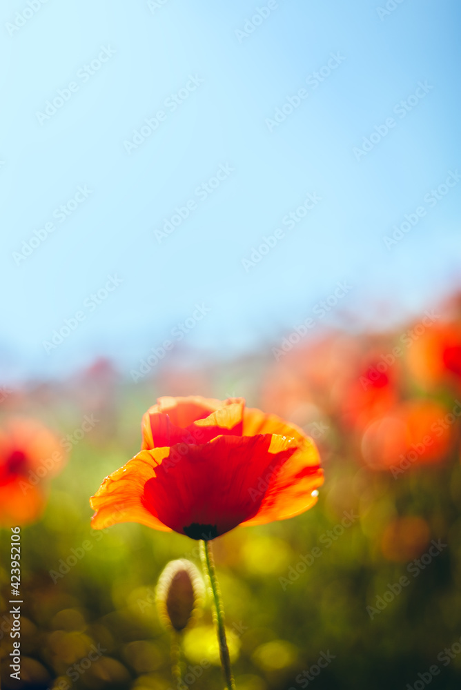 Colorful field with red poppies in the sunset light, colorful flowers against the sunset sky