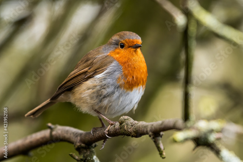 European Robin Perched on a Tree