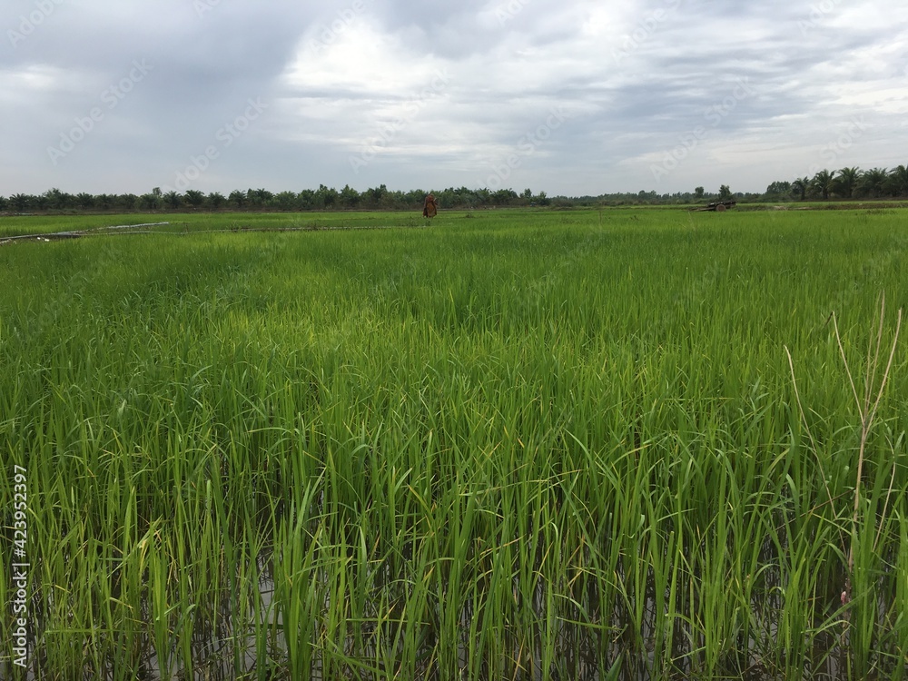 Фотография ricefield