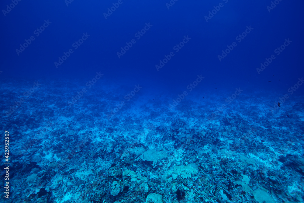 Fototapeta premium underwater scene with reef