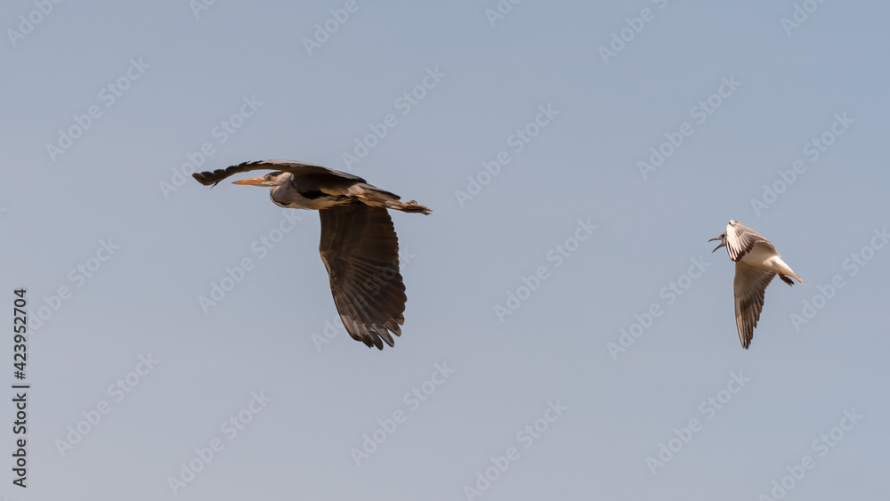 Obraz premium Grey Heron Flying Across the Sky