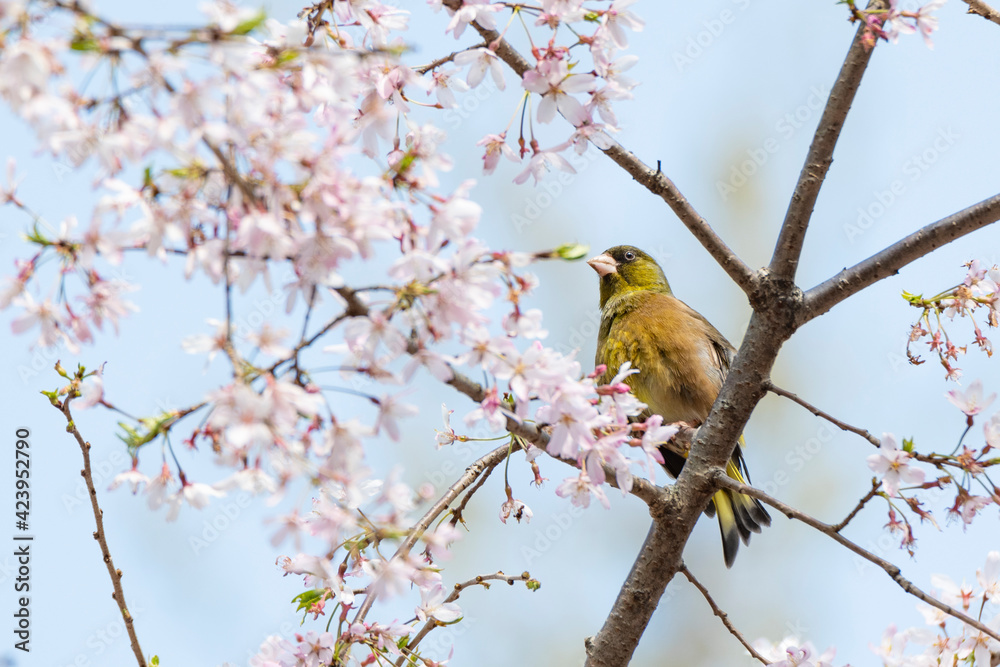 Oriental greenfinch perches on a twig of the blossoming sakura tree. Oriental greenfinch perches on a twig of the blossoming sakura tree.