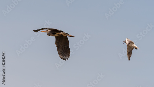 Grey Heron Flying Across the Sky