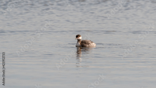 Slovenian Grebe Floating on Water