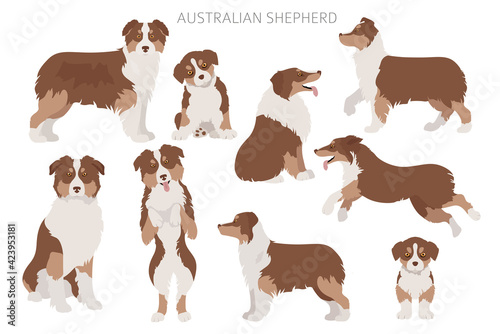 Australian shepherd dogs set. Color varieties, different poses. Dogs infographic collection