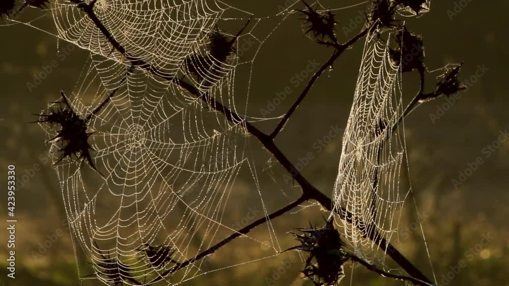 Spider web