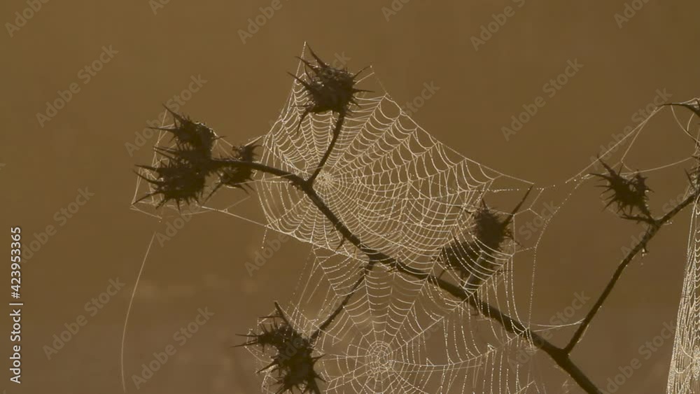 Spider web