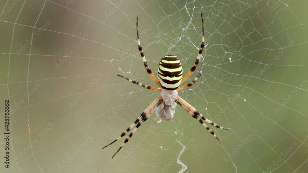 wasp spider (Argiope bruennichi ) catches grasshoppers in Spider web wasp spider (Argiope bruennichi ) catches grasshoppers in Spider web