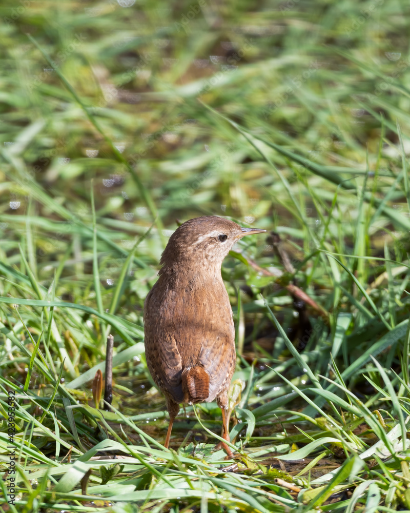 Wren Standing in Grass Searching for Food Wren Standing in Grass Searching for Food