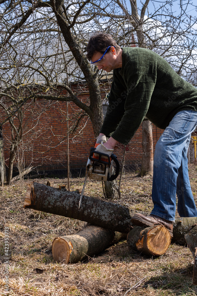 Preparing firewood for the winter, cherry logs piled in a heap in the yard, a farmer sawing a log with a chainsaw Preparing firewood for the winter, cherry logs piled in a heap in the yard, a farmer sawing a log with a chainsaw