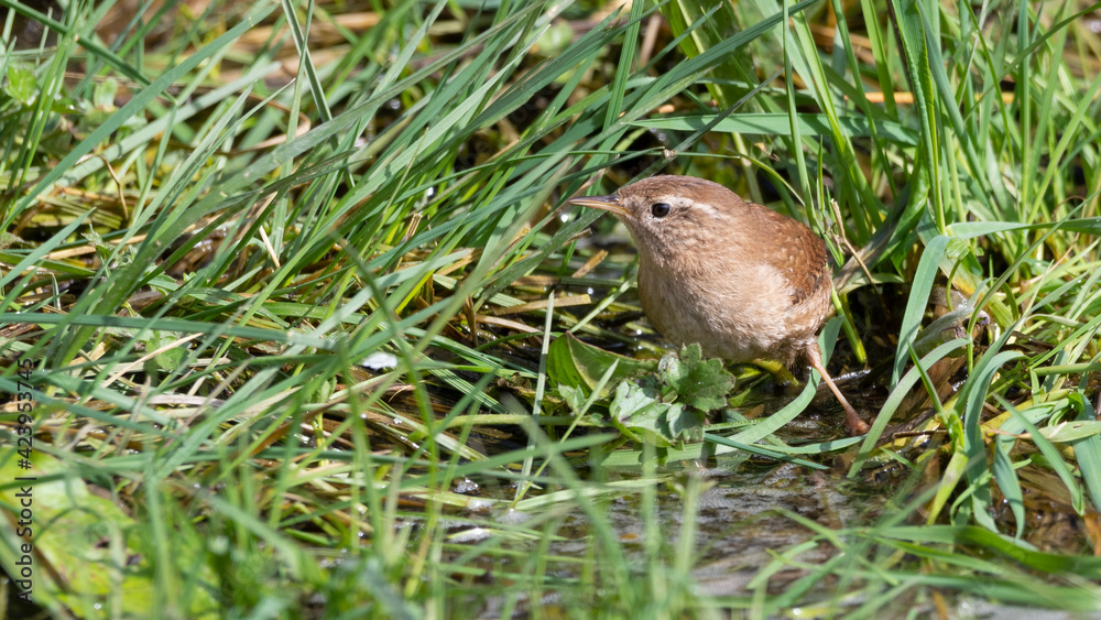 Wren Standing in Grass Searching for Food Wren Standing in Grass Searching for Food