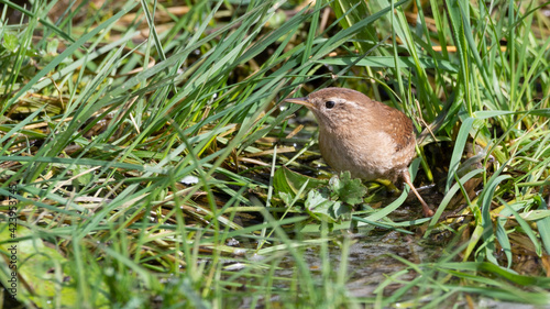 Wren Standing in Grass Searching for Food