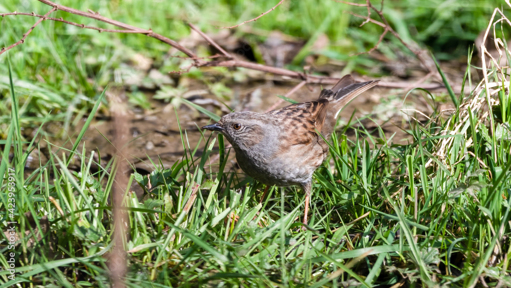 Dunnock Standing on Grass Searching for Food Dunnock Standing on Grass Searching for Food