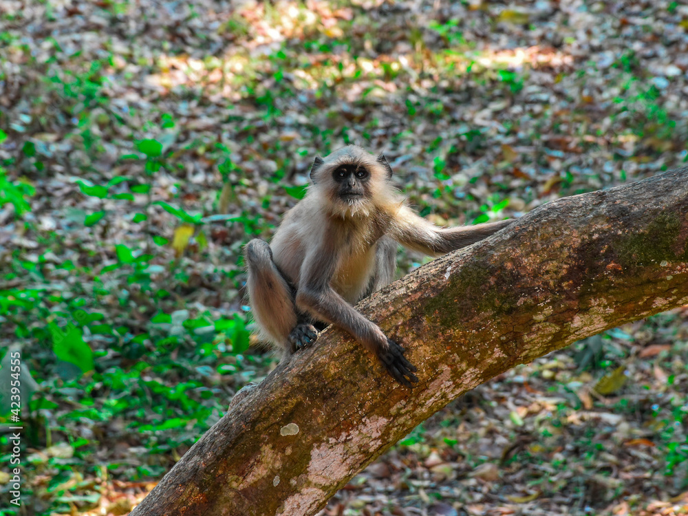 Fototapeta premium Indian Black Faced Long Tailed Gray Langur Monkey sitting on the Tree