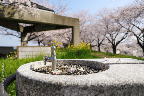 桜の咲く土手の水飲み場