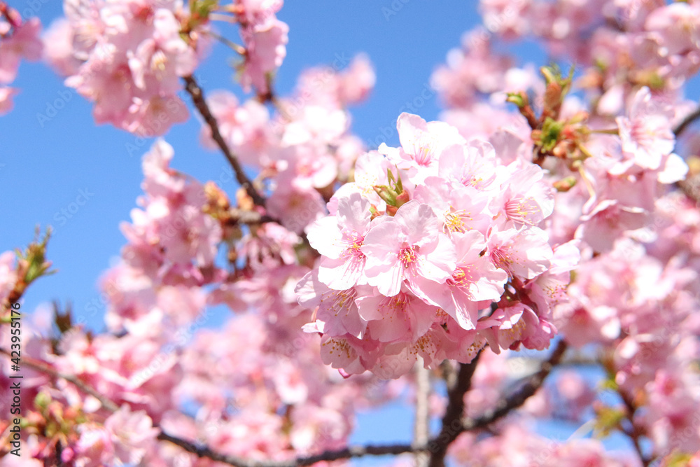さくら 桜 サクラ 淡い ピンク 満開 春 花びら 花見 穏やか 青空 かわいい 卒業 新生活