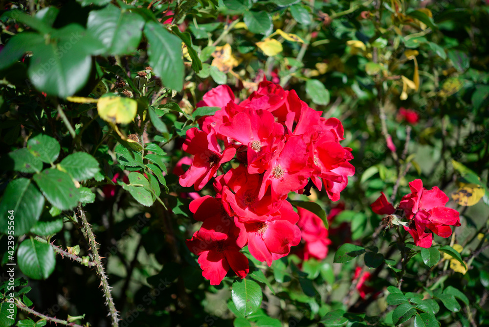 Beautiful rose in the garden