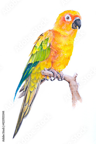 Beautiful hand painted watercolor bird parrot on paper