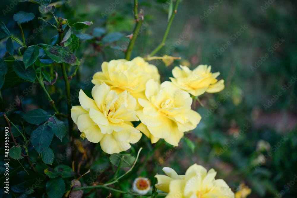 Fototapeta premium Beautiful rose in the garden