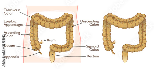 colon illustration photo