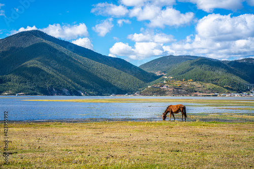 Horse drinking water at Napa Hai lake grasslands view with wetlands panorama on sunny day Shangri-La Yunnan China