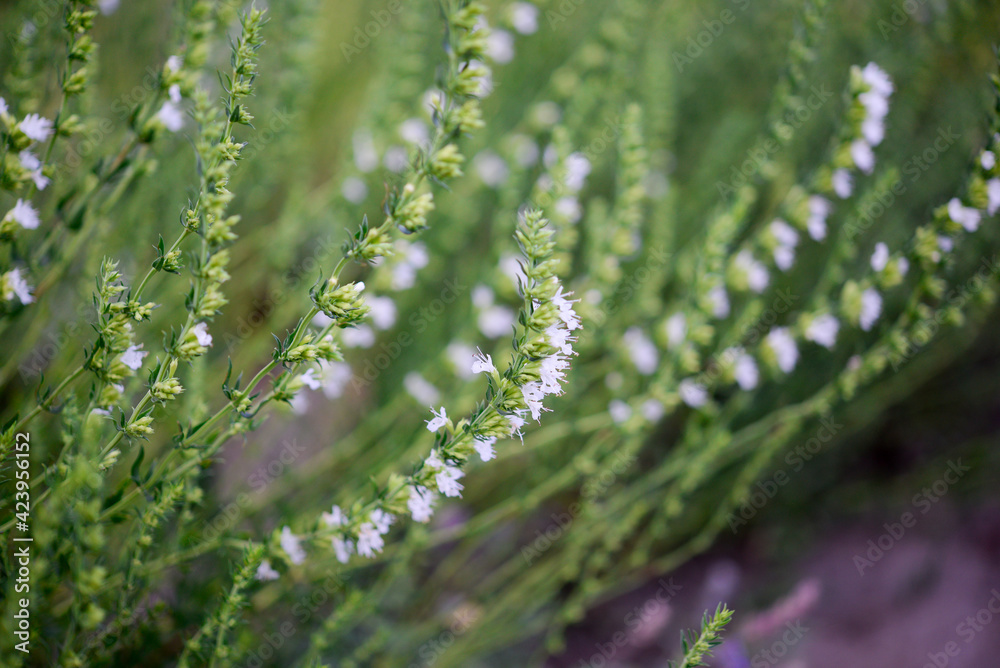 Lavender in the garden, flowers
