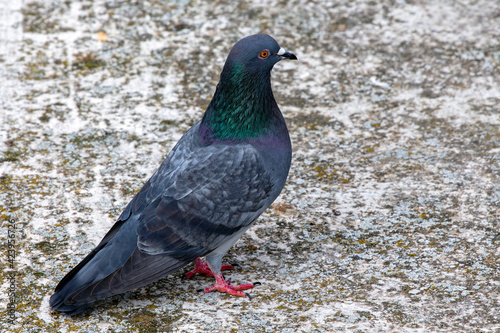 pigeon on the ground