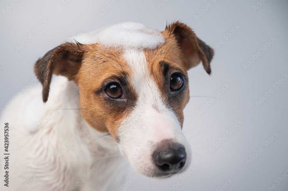 Funny dog jack russell terrier with foam on his head on a white background.