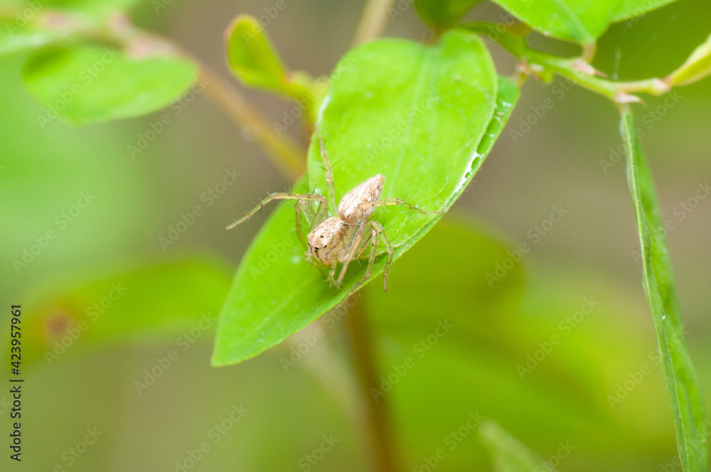 Fototapeta premium Oxyopes macilentus on the leaf.