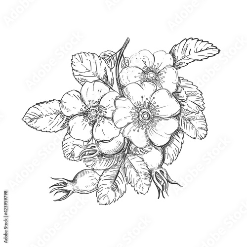 Hand drawn sketch black and white of branch dog rose  leaf  flower. Vector illustration of rosehip. Elements in graphic style label  sticker  menu  package. Engraved style illustration.