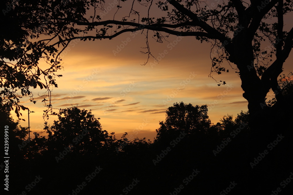 sunset in the forest sunset in the forest