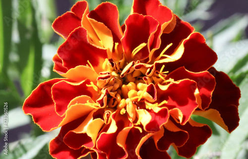 close up of red and yellow roses