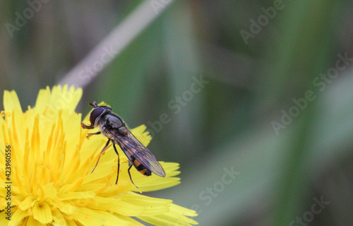 bee on flower