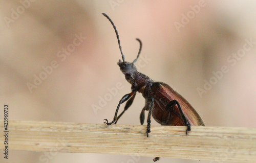 the bug on a tree