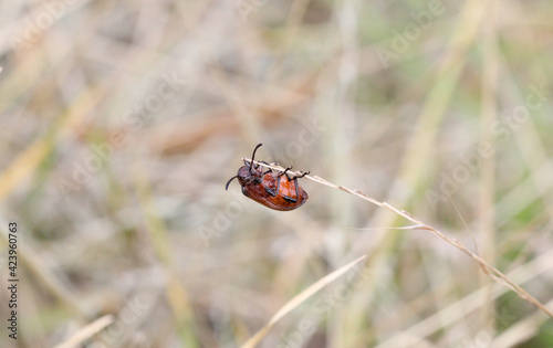 ladybug on a blade of grass