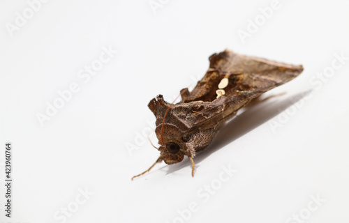 moth on white background