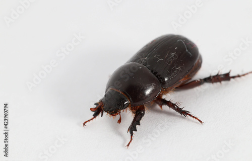 black beetle on white background © Taif