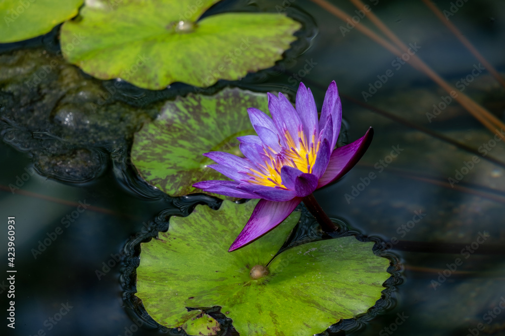 風景素材 色鮮やかなスイレンの花 風景素材 色鮮やかなスイレンの花